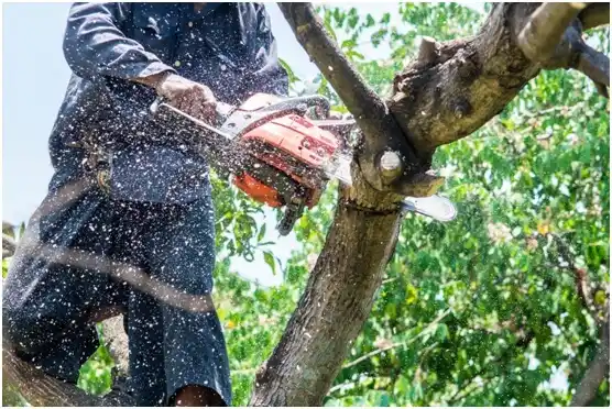 tree services Newcastle